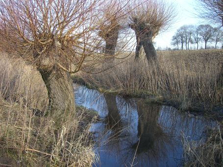 Moers : Kopfweiden am Moersbach